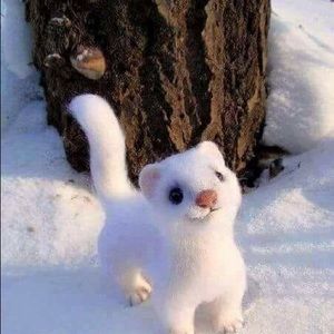 Meet your Posher, Dalia